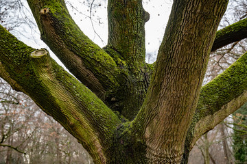 Trunk of a tree. Tree trunk covered with lush green moss with thick branches closeup. Very old trees in park of Berlin Germany. Tree bark texture with blurred background of bare trees in fall season.