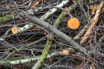 Mess of sawed wood and cut tree branches covered with green moss. Cross sections of tree trunk. Timber background. Firewood on the ground. Lumber textures.