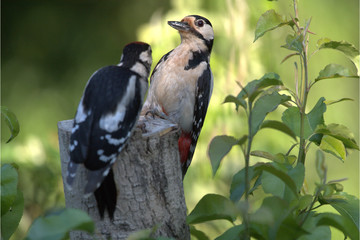 Buntspecht  mit Jungvogel