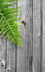 Leaf of a fern fern on the background of an old wooden fence