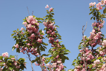 gently pink flowers on the tree photo for text