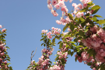 gently pink flowers on the tree photo for text