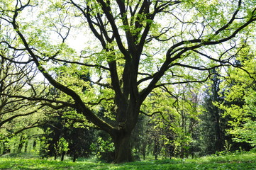 Fototapeta na wymiar A huge tree with young green foliage in the park in early spring on a sunny day.