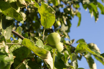 Green apple tree intersecting with the blue of the sky. Cute little apple fruit. Overlapping apple leaves are beautiful.