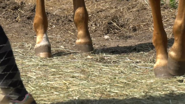 Horse hooves and ringleader legs in slow motion