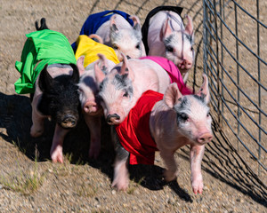 Racing pigs in colored jerseys piglets running for the treat at a county fair © Impassioned Images