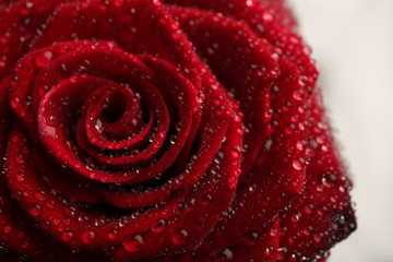 Beautiful red rose with water drops on white background, closeup