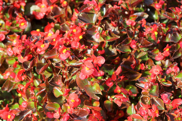 beautiful red textural bush