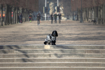 the dog is standing on the stairs in the park.