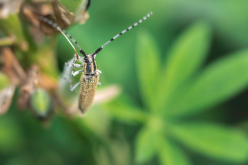 The barbel beetle sits on a chamomile flower. In the field. Cerambycidae beetle. Nature backround.