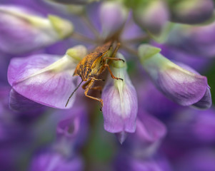 bedbug shield on a purple flower macro
