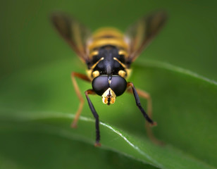 yellow fly on extreme close up