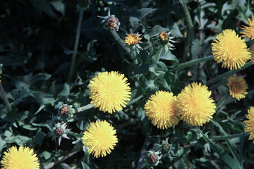 beautiful floral textural bush