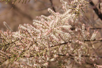 gently pink flowers on the tree, flowering trees, texture