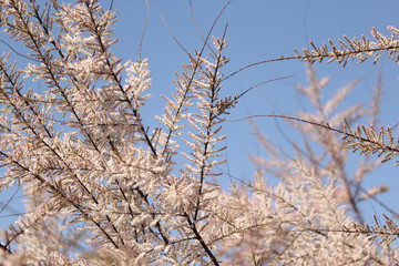 gently pink flowers on the tree, flowering trees, texture