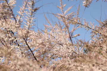 gently pink flowers on the tree, flowering trees, texture