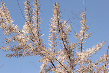 gently pink flowers on the tree, flowering trees, texture
