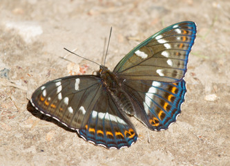 Fototapeta na wymiar Poplar admiral (Limenitis populi) butterfly on the ground