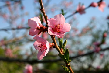 Flowering branch of peach. Beautiful Peach Flowers.