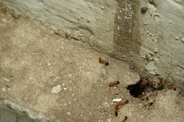 ants in the house