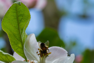 bee on flower
