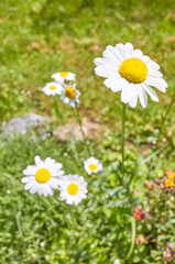 Close up picture of Oxeye daisy flower (Leucanthemum vulgare), selective focus.