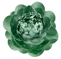 green peony flower isolated on a white  background with clipping path  no shadows. Closeup.  Nature.