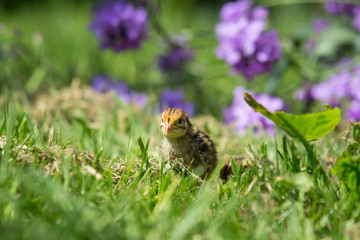 junges Wachtelküken draußen auf einer Blumenwiese