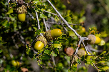 Acorns of Kermes Oak (Quercus coccifera).
