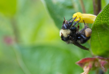 bumble bees
