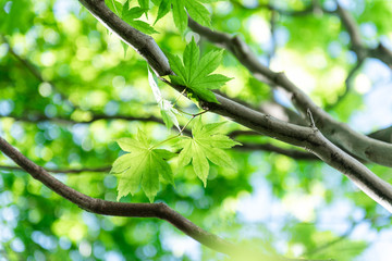 Green maple leaf on tree with bokeh background