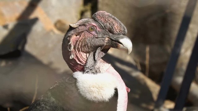 Andean condor or Vultur gryphus portrait in slowmotion