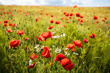 Sommerglück mit blühendem Mohn in Gerstenfeld unter strahlend blauem Himmel (D, Bayern, Unterfranken, Grabfeld)