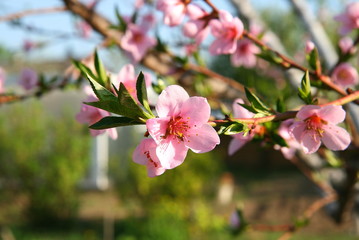 Sprig of peach in flowers. Spring bloom.