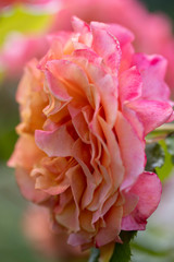 Eine orange-rosa Rosenblüte freigestellt in der Seitenansicht