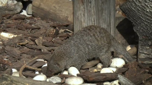 Banded mongoose is looking for food in slow-motion