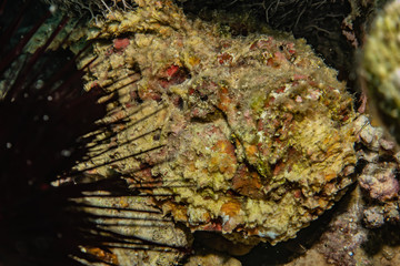 Coral reefs and water plants in the Red Sea, Eilat Israel