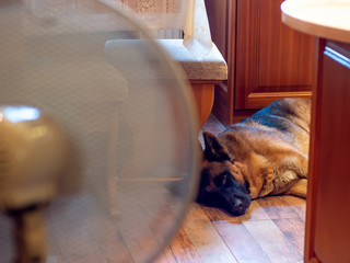 A german shepherd dog lying and chilling in front of a fan