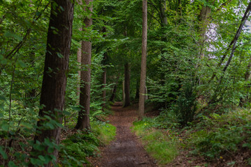 path in the forest