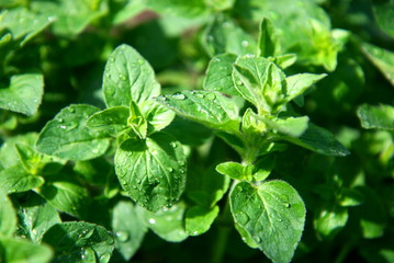 Oregano leaves close-up. Medicinal herb and seasoning.