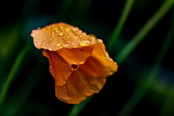Orange flower with green stem burdened by raindrops just after the rain has stopped. Front view. - Powered by Adobe