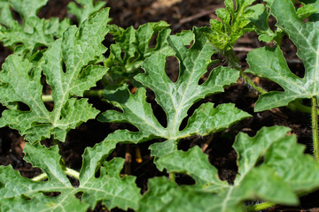 Watermelon plant