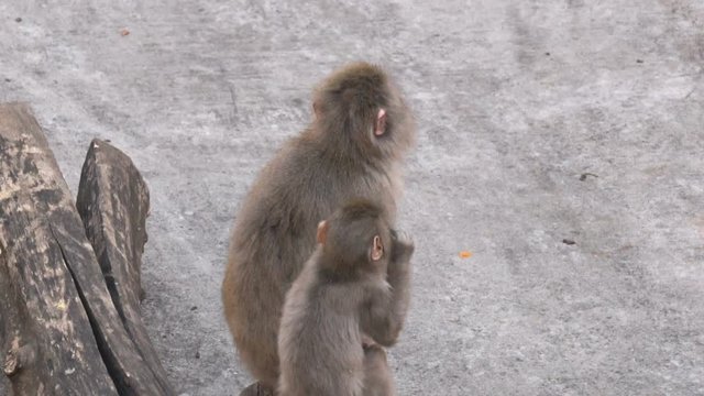 Two macaques small and big chilling