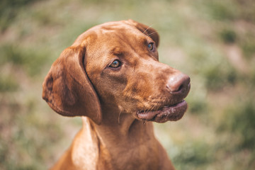 Lovely portrait of brown-mixed dog