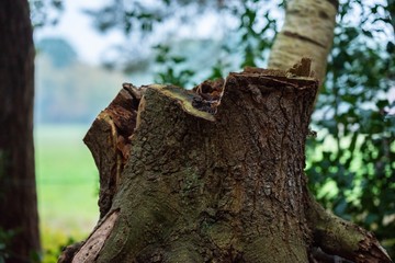 Obraz premium trunk of a tree