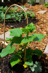 Cucumber plant