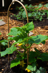 Cucumber plant