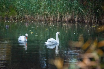 swan and cygnets