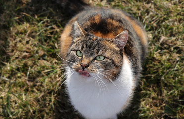 Naklejka na ściany i meble Domestic cat is looking closely at a treat in my hand. She lashs tail back and forth. Felis catus show off her pink tongue. Obediently sit down and waits