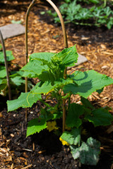 Cucumber plant